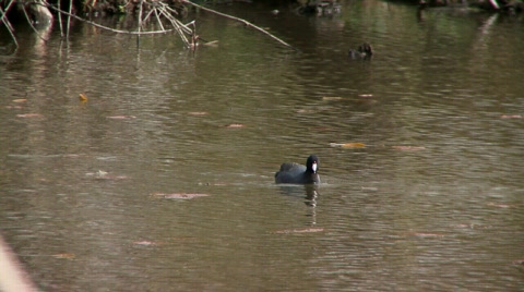 Coot