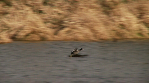 Coot Lands