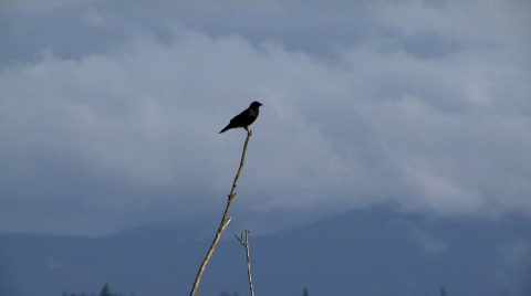 Crow Perched