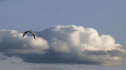 Heron In Flight
