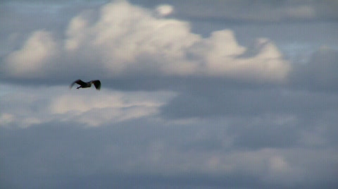 Heron In Flight