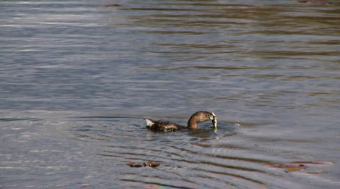 Pied-Billed Grebe With Fish