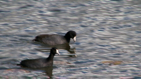 Coots