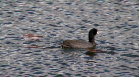 Coot Dives