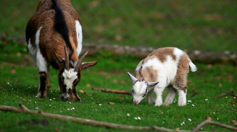 Cute Goats Eating Grass