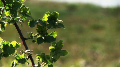 Sticker Vine, Wind, Sunlight