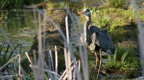 Heron Standing