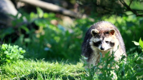 Raccoon