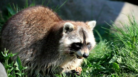 Raccoon