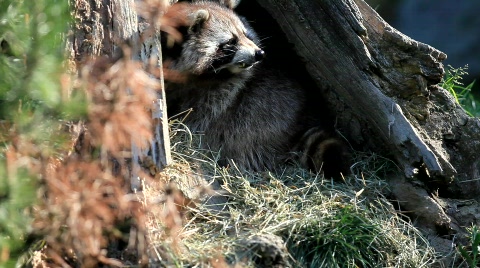 Raccoon