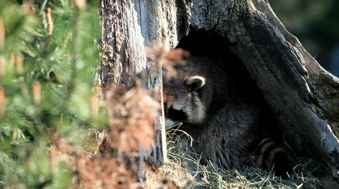Raccoon