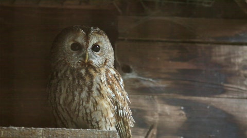 Brown Owl