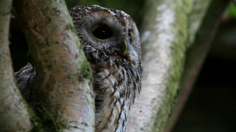 Brown Owl