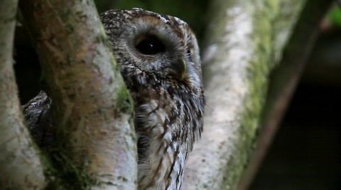 Brown Owl