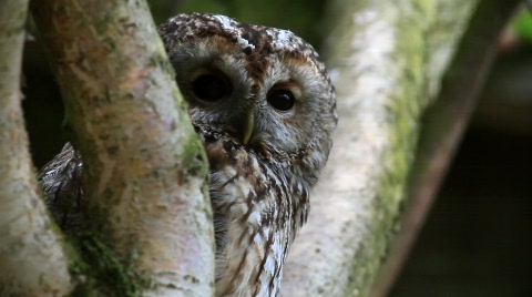 Brown Owl