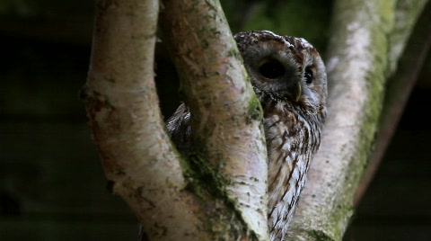 Brown Owl