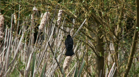 Red-Winged Blackbird