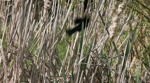 Red-Winged Blackbird