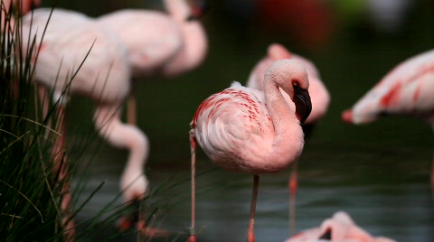 Flamingo