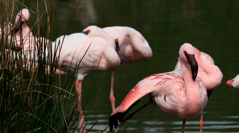 Flamingo