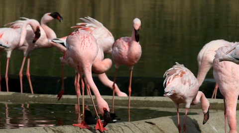 Flamingo