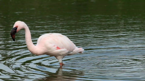 Flamingo