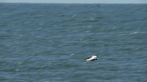 Pelican In Flight