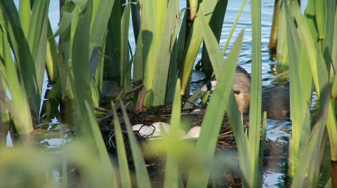 Pied-Billed Grebe At Nest