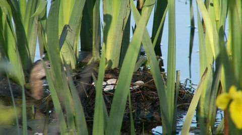 Pied-Billed Grebe At Nest
