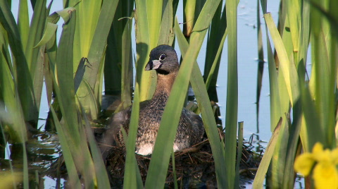Pied-Billed Grebe At Nest
