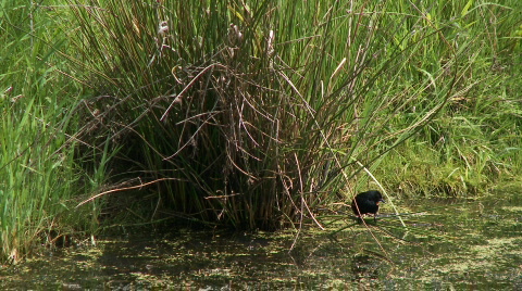 Red-Winged Blackbird