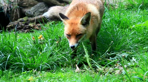 Fox