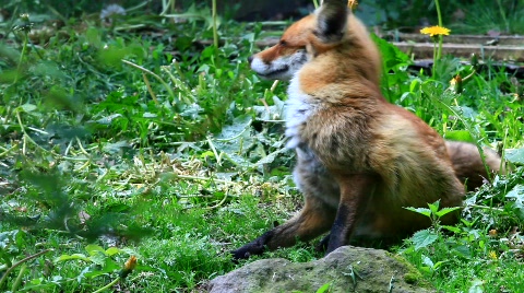 Fox