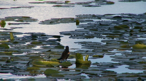 Red-Winged Blackbird