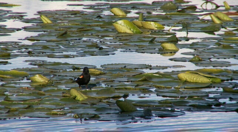 Red-Winged Blackbird