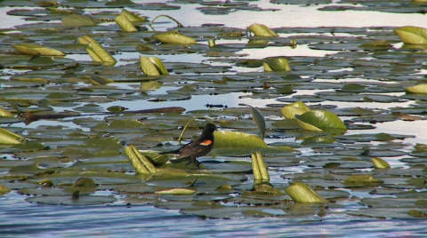 Red-Winged Blackbird