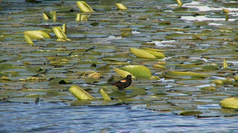 Red-Winged Blackbird