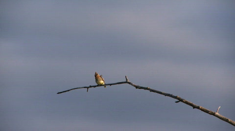 Cedar Waxwing