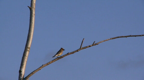 Cedar Waxwing