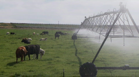 Irrigation And Cattle