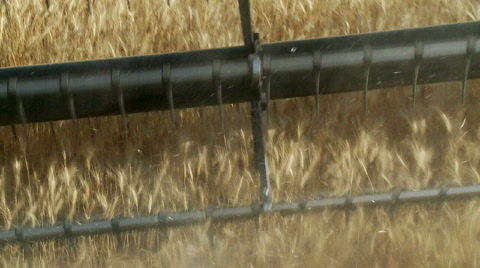 Wheat Harvest