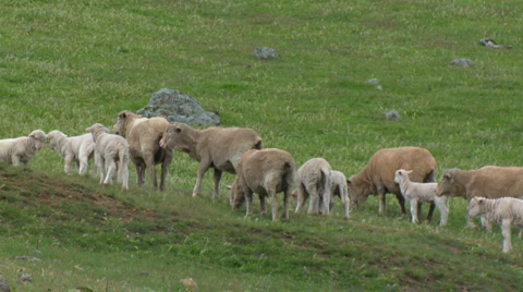 Lambs, Herd Of Sheep, Ewes With Babies