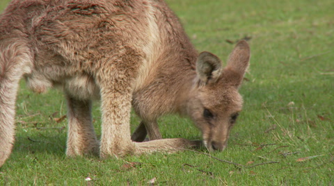 Young Grey Kangaroo - Joey Eating Grass