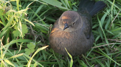 Rusty Blackbird