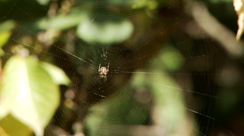 Spider And Web