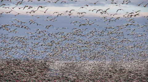 Snow Geese In Flight