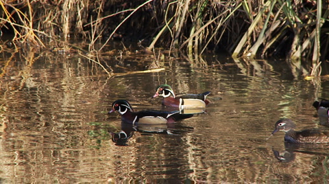 Wood Ducks