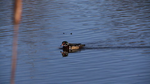 Wood Duck