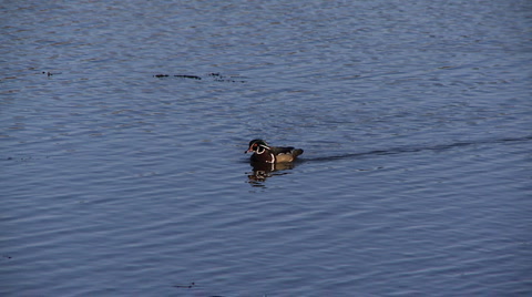 Wood Duck