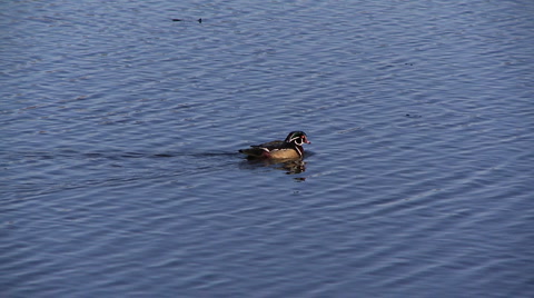 Wood Duck